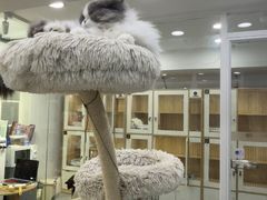 -爱洗澡的猫(天河路店)