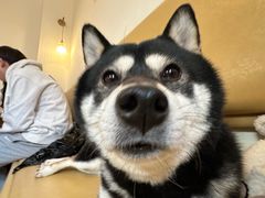 -柴の食堂·日式家庭料理·熊之肆(大学路店)