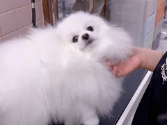 -FAELING PETS美天灵宠物(富力广场店)