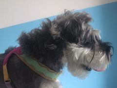 -瑞派福兴宠物医院犬猫全科·骨科·中西医结合(河东店)