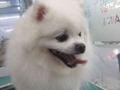 -瑞派宠物医院·24小时骨科·心脏·核磁(哈尔滨南岗店)