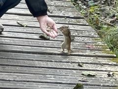 -五营红松林海景区