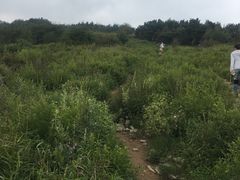 -北京鹫峰国家森林公园