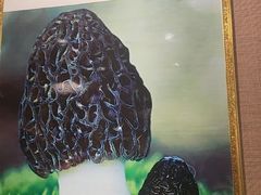 -菌之家·专业纯野生菌火锅·特色炒菌