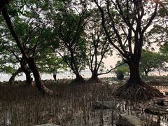 -宝安西湾红树林湿地公园