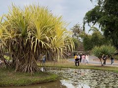 -中国科学院西双版纳热带植物园