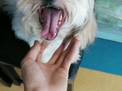 -喵宠乐园·撸猫互动·猫舍