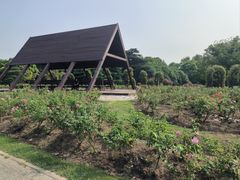 -上海滨江森林公园