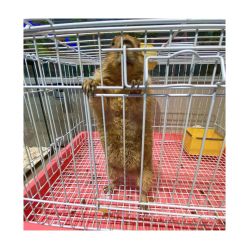 -Moni星球萌宠·小马宝莉·灵蛇·高端高阶全萌宠互动体验俱乐部(红豆国际广场店)