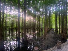 -桤木河湿地公园