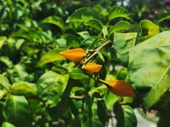 -中国科学院西双版纳热带植物园