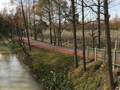 -上海长兴岛郊野公园