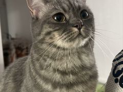 -天使宠物医院·犬猫分诊(彩虹店)