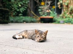-竹吟山房