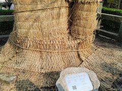 -上海佘山国家森林公园天马山园