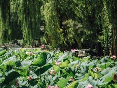 -莲花池公园