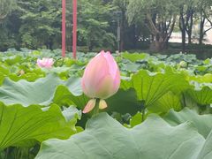 -陈家山荷花公园