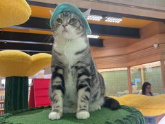 -帕帕拉兹宠物(亚洲旗舰店)