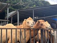 -泉州海丝野生动物世界