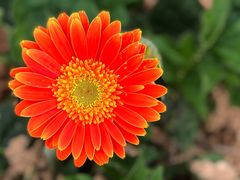 -松山湖梦幻百花洲