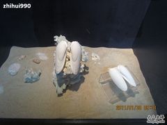 -亚龙湾中心广场·贝壳馆