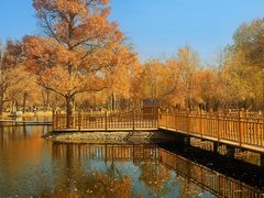 -金塔沙漠胡杨林景区