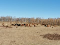 -塞罕坝国家级自然保护区