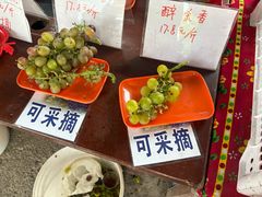 -马陆小张葡萄园农家乐