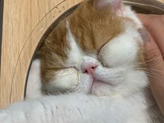 -飞行喵MR PILOT|猫舍·猫咖(静安大融城店)
