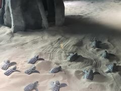 -海合安成都极地海洋公园