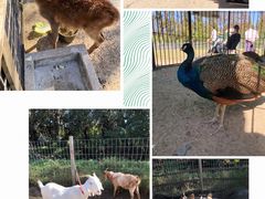 -前小桔亲子创意农场·草莓采摘·露营烧烤