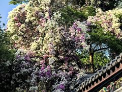 -深圳国际园林花卉博览园