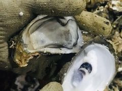 -蚝哥花姐湛江烤生蚝(美丽湾市场店)