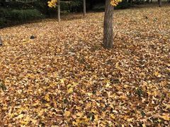 -青岛中山公园-索道售票处