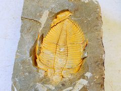 -陕西自然博物馆