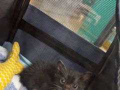 -博特宠物医院24h犬猫全科.骨科·异宠