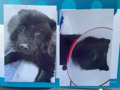 -美联众合动物医院·24h转诊中心
