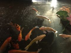 -松子料理(亮马桥店)