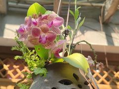 -中国科学院西双版纳热带植物园