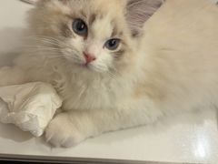 -欣宠猫屋·矮脚拿破仑·蓝金金渐层