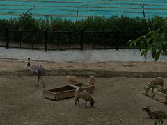 -泉州海丝野生动物世界