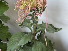 -杭州植物园