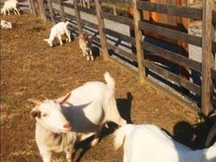 -前小桔亲子创意农场·草莓采摘·露营烧烤