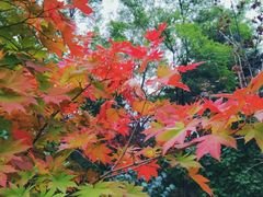 景点-沈阳植物园