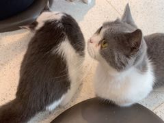 -飞行喵MR PILOT|猫舍·猫咖(静安大融城店)