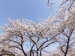 -武汉大学-樱园