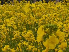 -同济大学(嘉定校区)