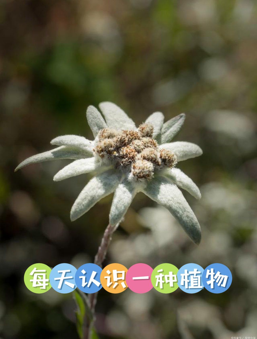 高山花卉——雪绒花