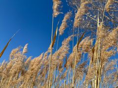 -野鸭湖国家湿地公园