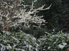 -华祥苑茶馆•国缤茶小蓝罐(普罗旺斯店)